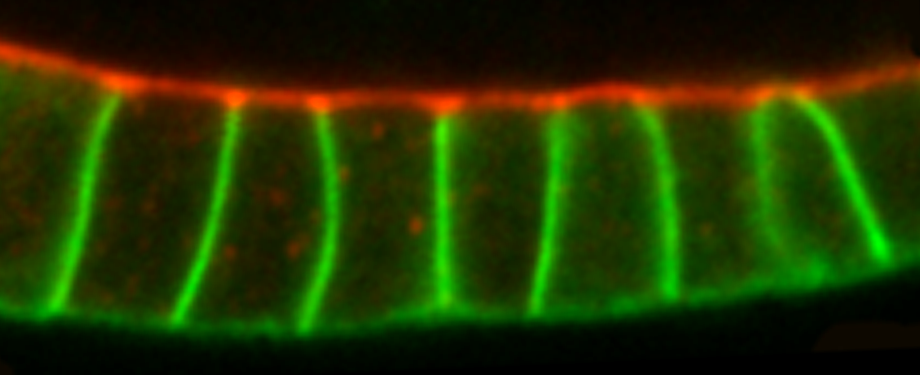temporary image